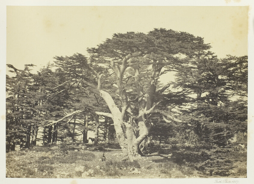The Largest of the Cedars, Mount Lebanon