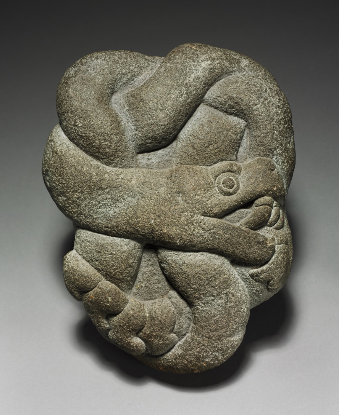 Coiled Rattlesnake