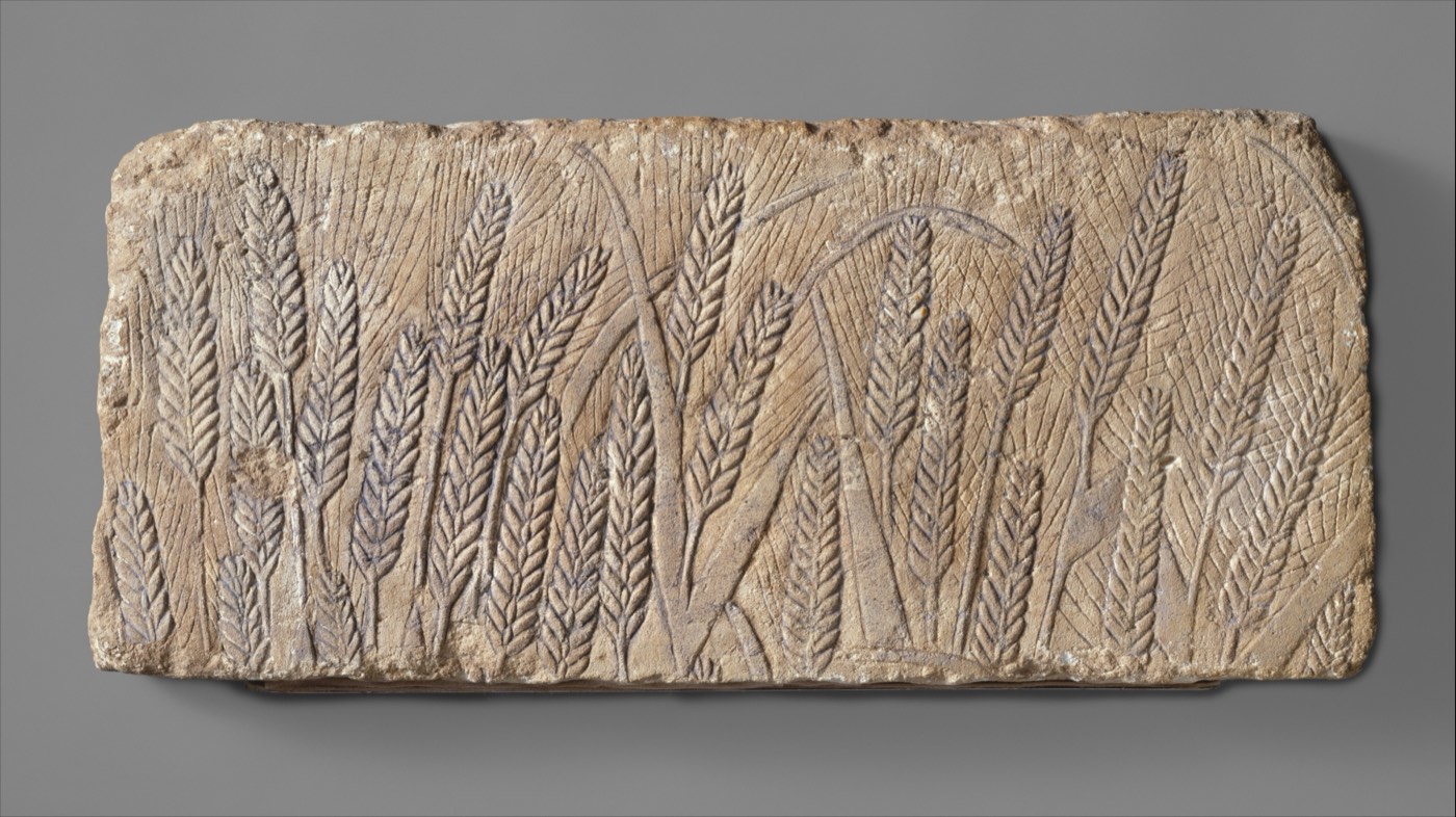 Ripe barley