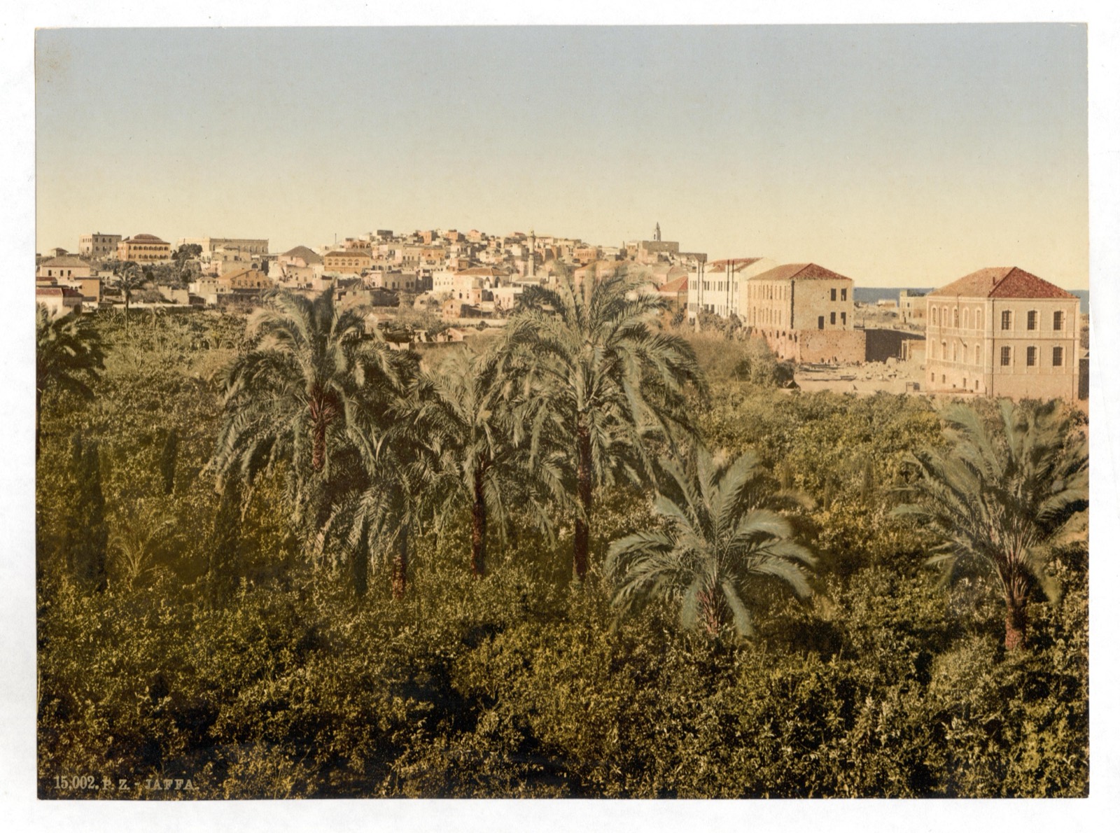 Jaffa (Joppa) over its orchards and palm trees, c. 1890–1900.