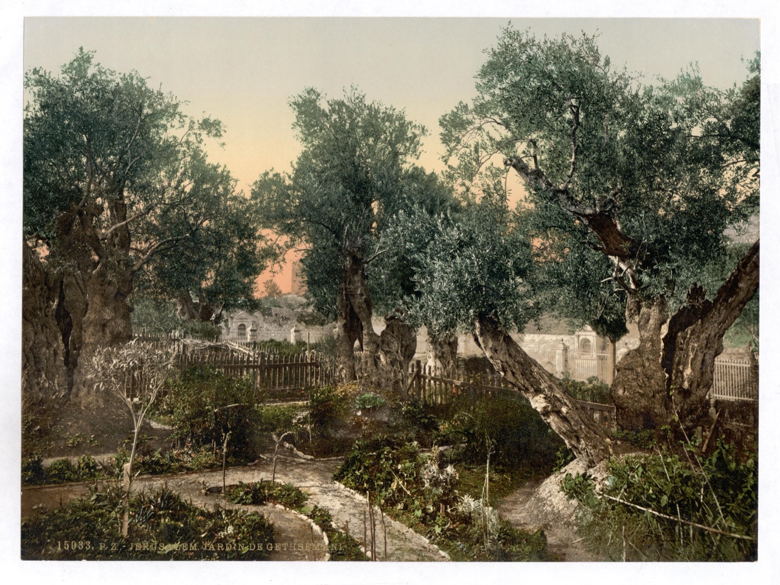 Old olive trees in the walled garden shown as Gethsemane, at the foot of the Mount of Olives, c. 1890–1900.