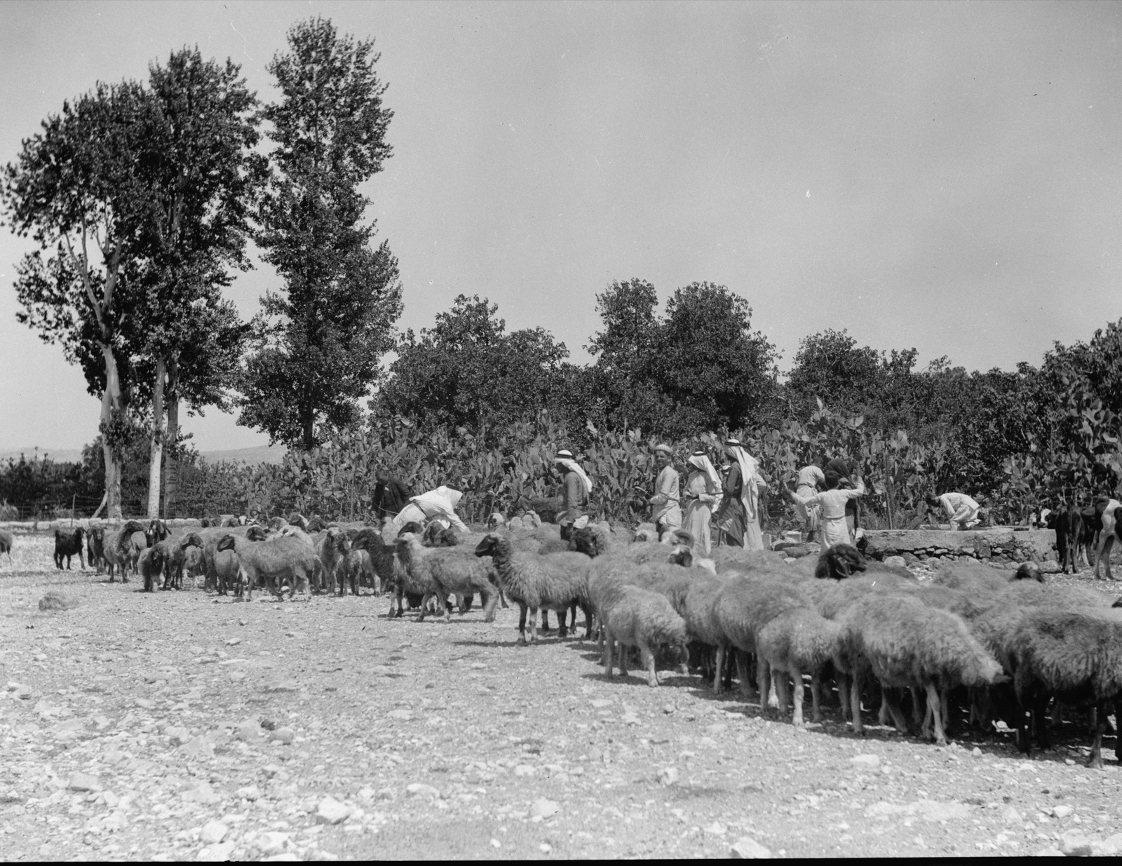 Dothan, good sheep scene