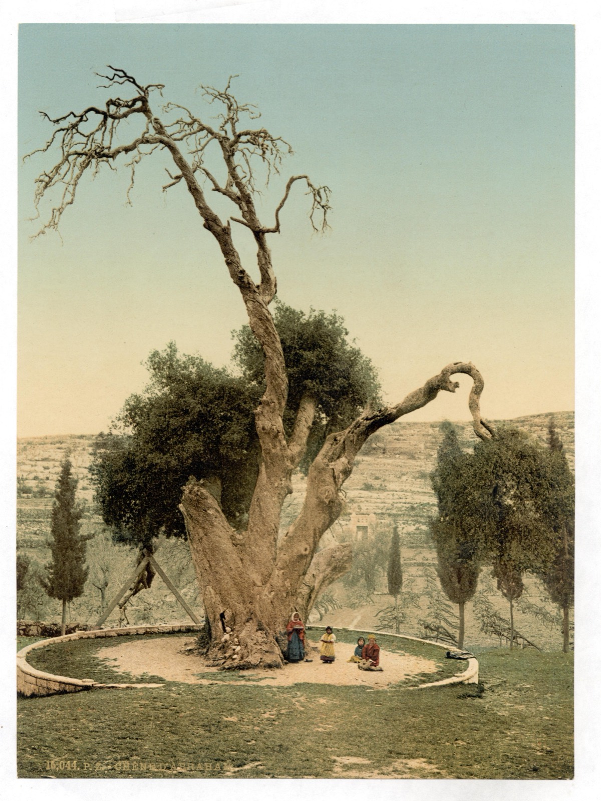 The old oak shown as Abraham's oak at Mamre, near Hebron, c. 1890–1900.