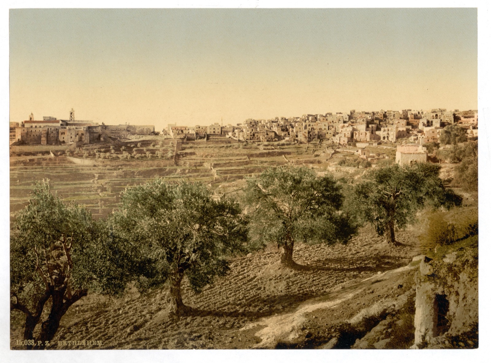 Bethlehem on its ridge, seen across terraced fields and olive trees, c. 1890–1900.