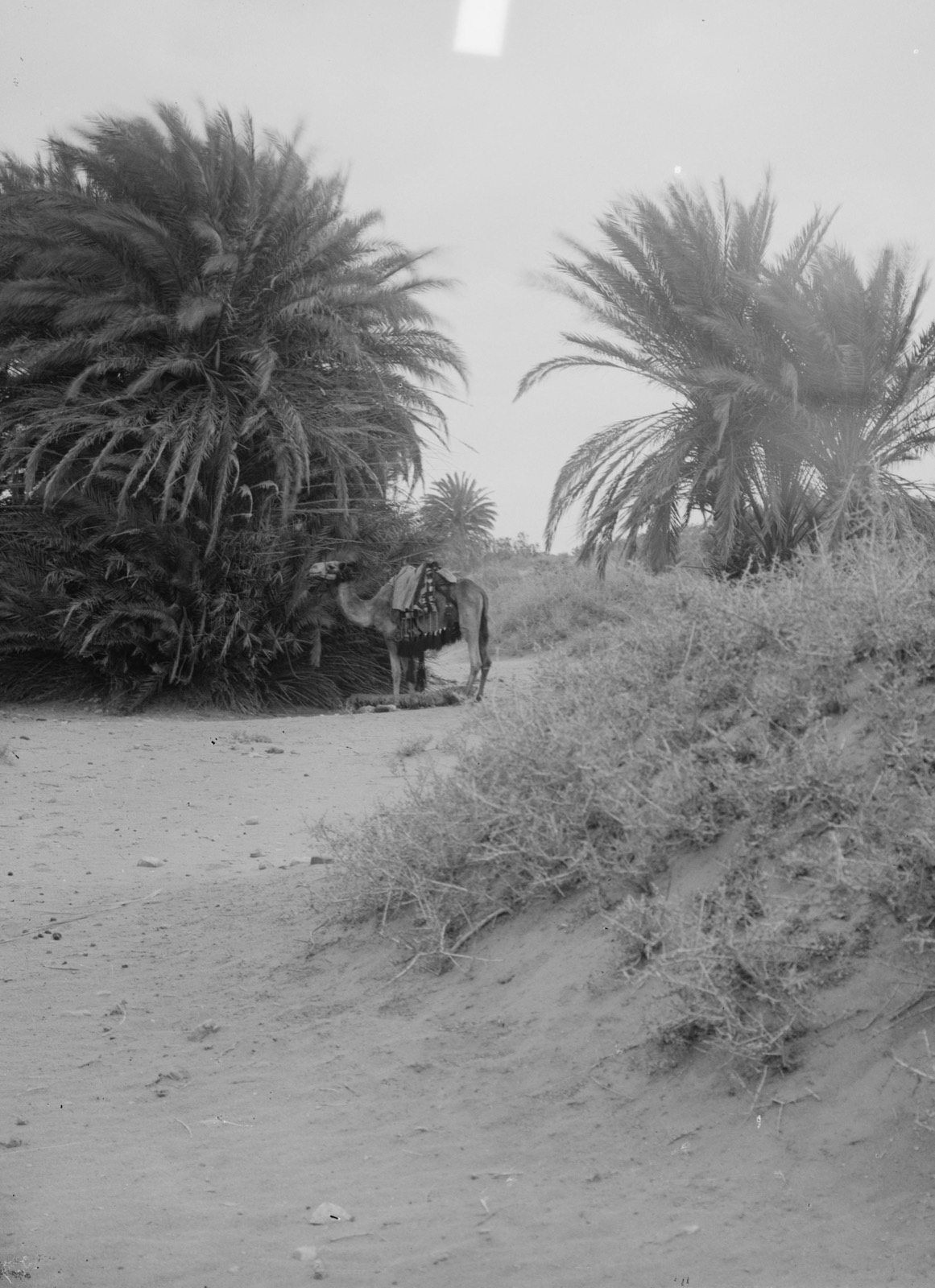 To Sinai via the desert. Wady Gharandel, palms of Elim.