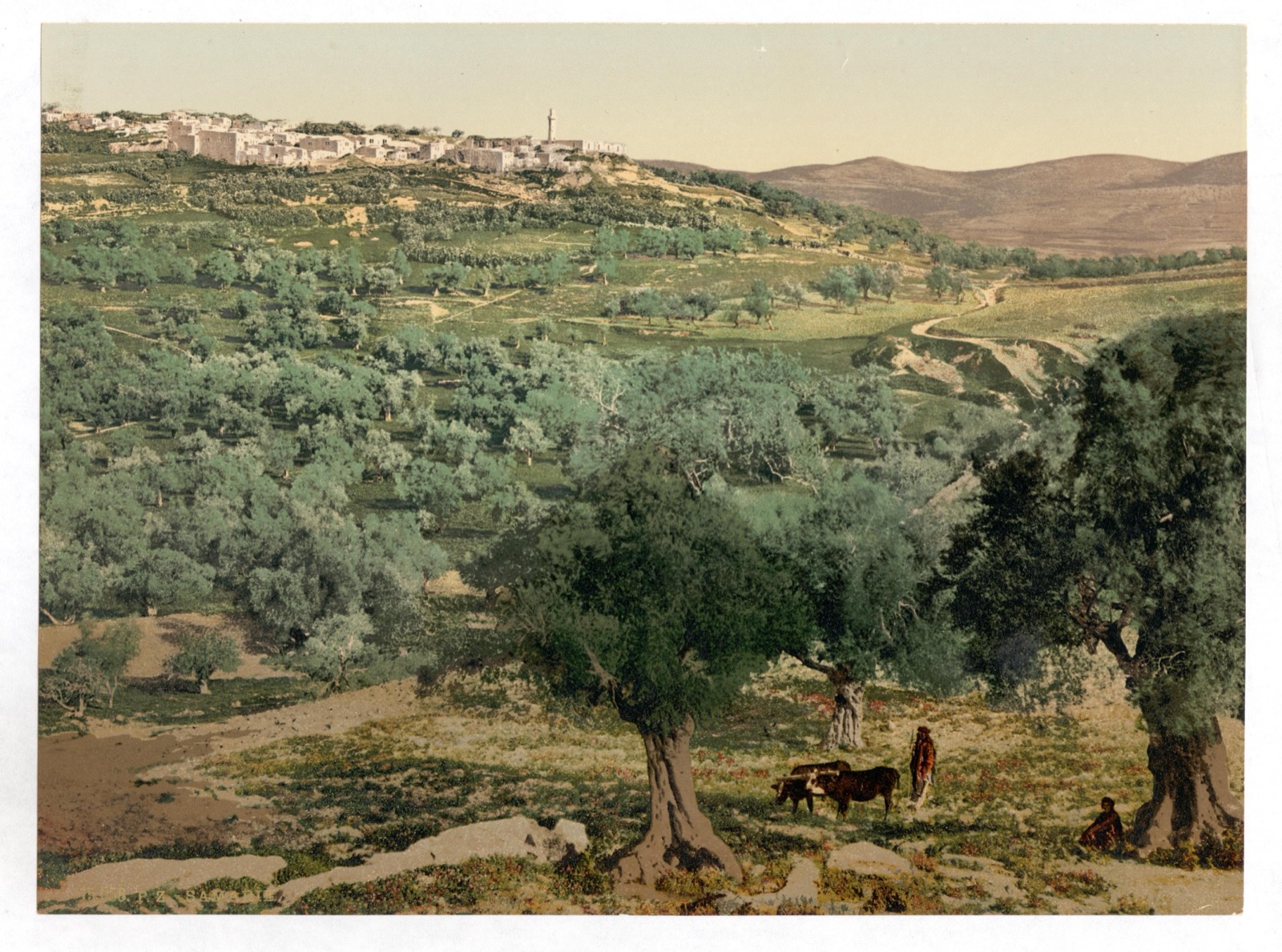 The hill of ancient Samaria and the village of Sebastia above olive groves, c. 1890–1900.