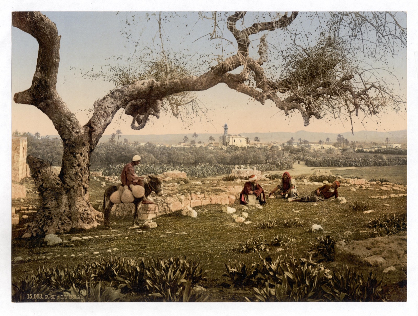 Lydda (Lod) seen from the south-west, across its fields and olive trees, c. 1890–1900.