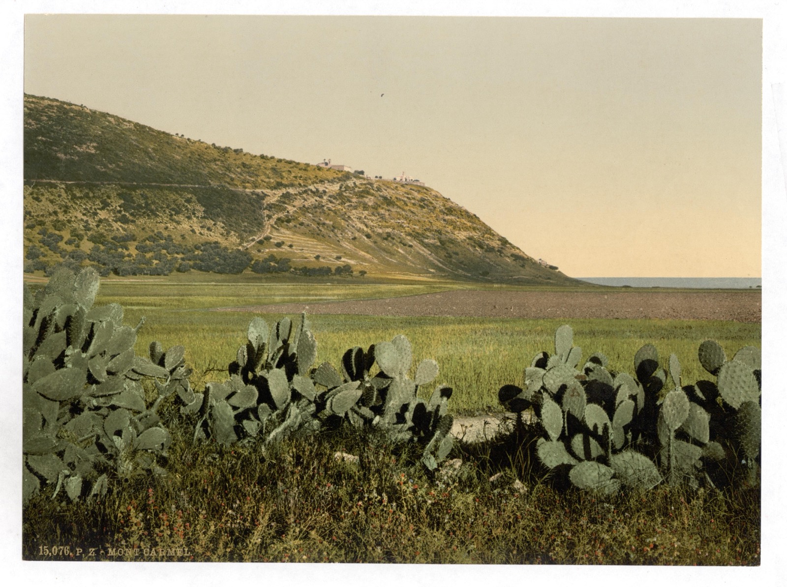The ridge of Mount Carmel rising above the plain near the sea, c. 1890–1900.