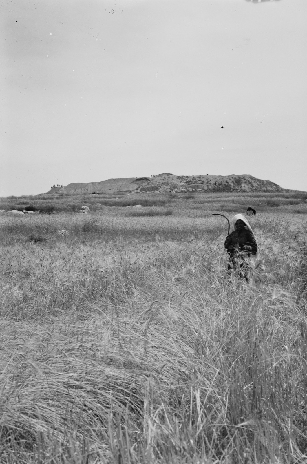 Excavations. Ain Shems (Beth Shemesh) on the Sharon Plain. Mound of Beth Shemesh from the west. With Sharon wheat fields in foreground