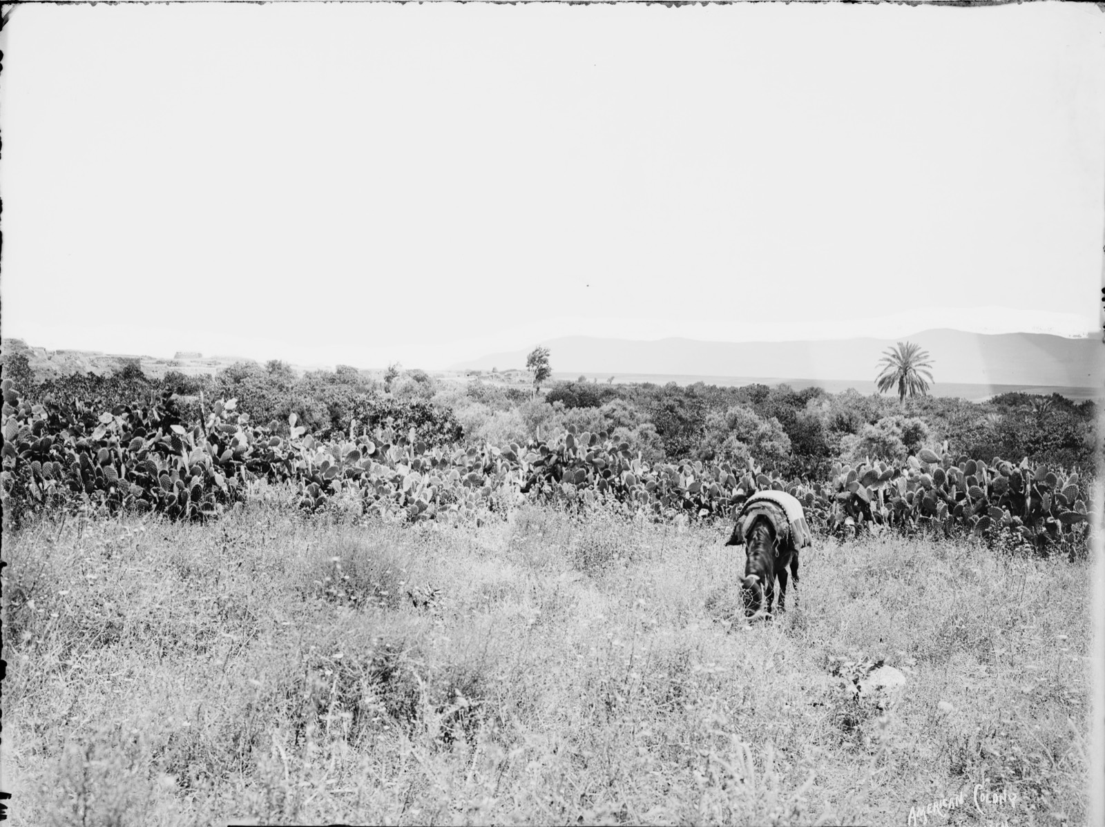 Northern views. Shunem (Sulem) and Mts. [i.e., mountains] of Gilboa